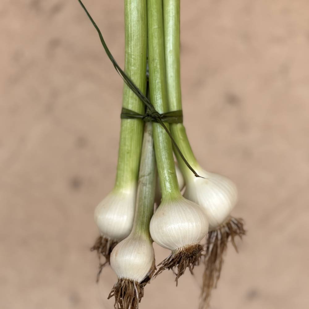 Ail Frais (Botte)