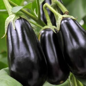 Aubergine Black Beauty (1/2 kg)