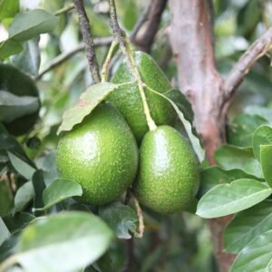 Avocat Fuerte (1/2 kg)