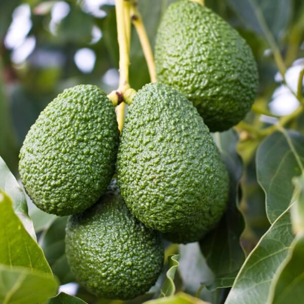 Avocat (1/2 kg)