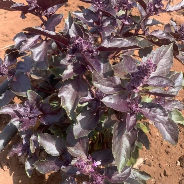 Basilic Pourpre (Botte)