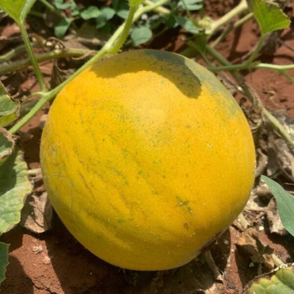 Melon (Kg)