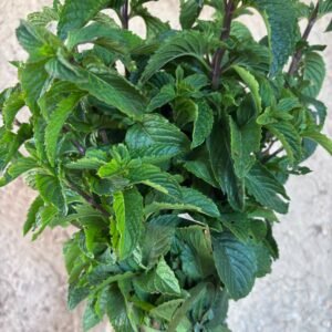 Menthe Abdi (Botte)