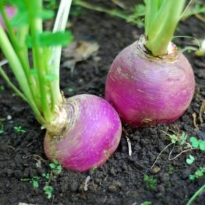 Navet à Collet Violet (Botte)