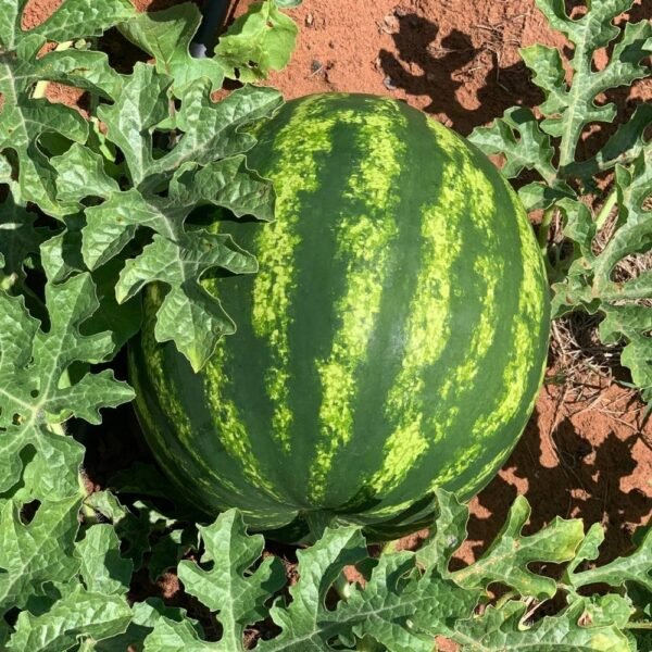 Pastèque Tigrée (Kg)