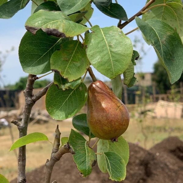 Poire (1/2 kg)