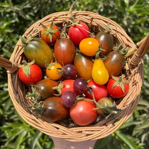 Tomates Cerises (250g)