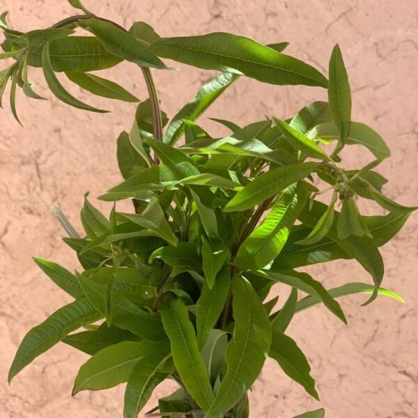 Verveine (Botte)