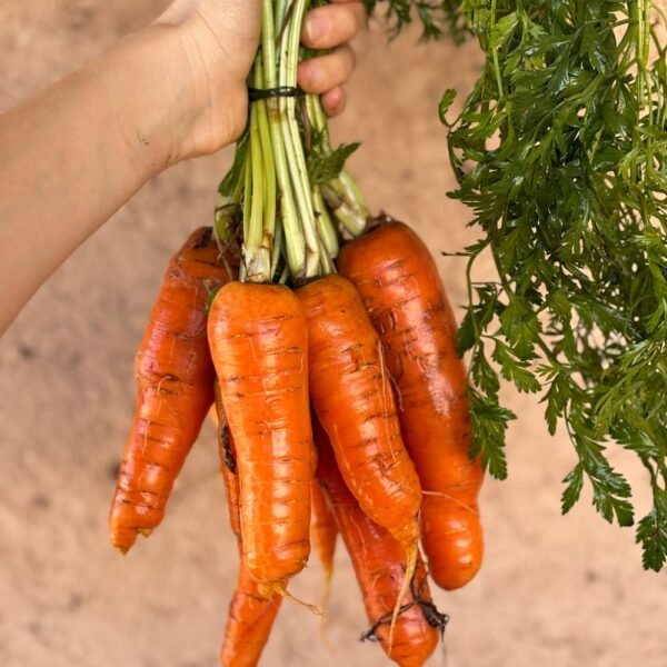 Carottes (Kg)