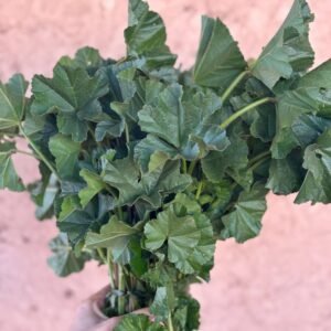 Mauve Bekkola (Botte)