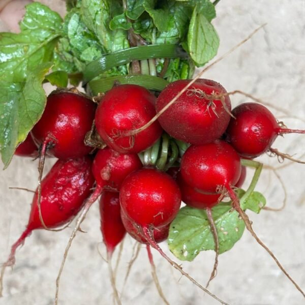 Radis Cerise (Botte)