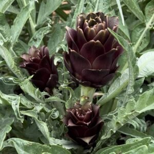 Artichaut Violet (1/2kg)