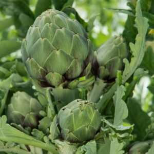 Artichaut Vert (1/2kg)