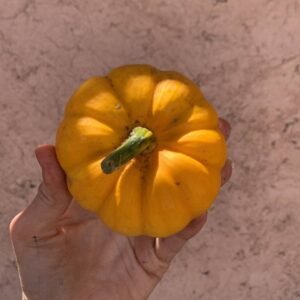 Courge Mini Potiron (Unité)