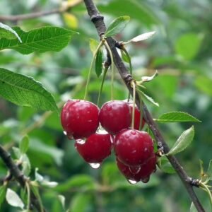 Cerise (1/2kg)