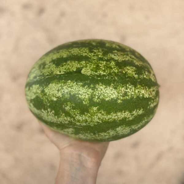 Pastèque Mini Tigrée (2kg)