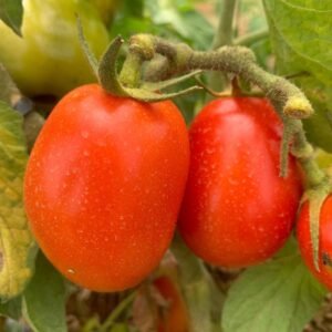 Tomate Romaine (Kg)