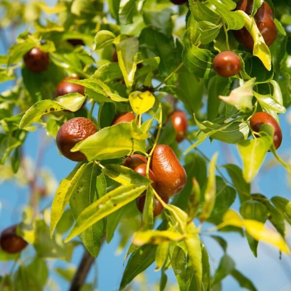 Jujube (1/2kg)