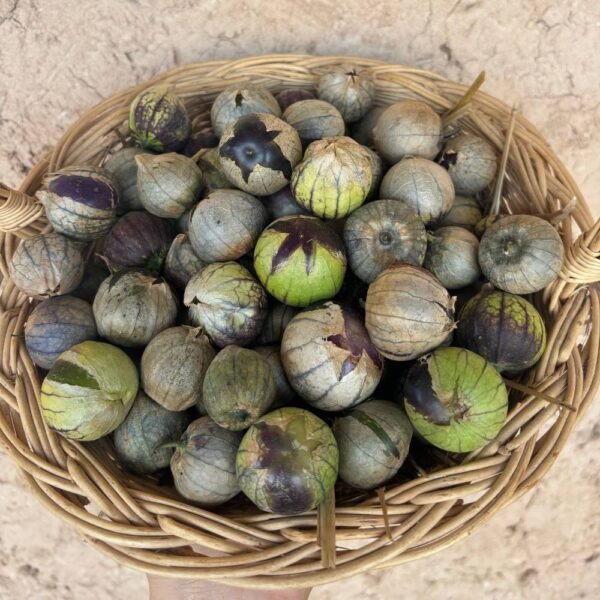 Tomatillo Pourpre Violet (250g)