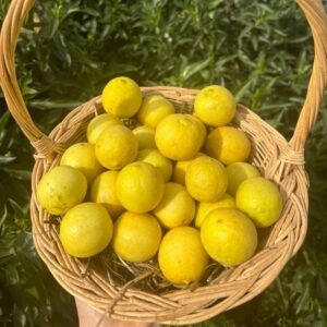 Citron Lime Dock (1/2kg)