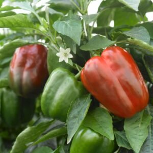 Poivrons Doux Rouge (1/2 Kg)