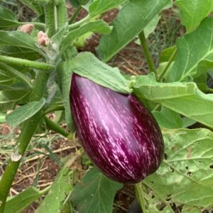 Aubergine Zébrée (1/2 kg)