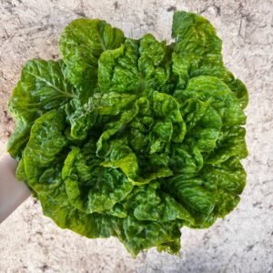 Laitue Lilloise (Unité)