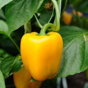 Poivrons Doux Jaune (1/2 Kg)
