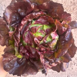 Laitue Batavia Rouge (Unité)