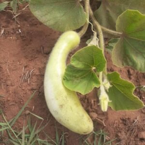 Courge Slaoui (kg)