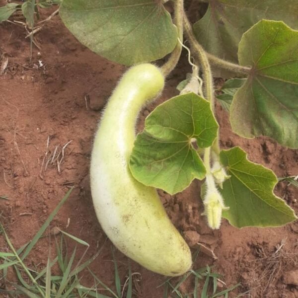 Courge Slaoui (kg)