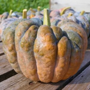 Courge Futsu (1/2 kg)