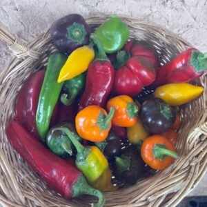 Poivrons Doux Mini Variés (1/2 Kg)