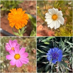 Fleurs Comestibles (Boite)
