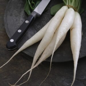 Radis Chinois Blanc (Botte)
