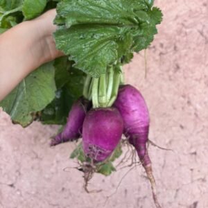 Radis Violet (Botte)
