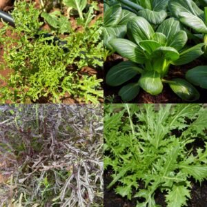 Mesclun Asiatique (100g)