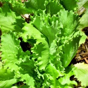 Laitue Iceberg (Unité)